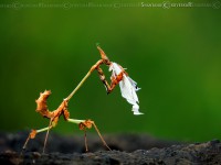 /album/photo-gallery-homepage/wandering-violin-mantis-gongylus-gongylodes-with-prey-jpg/